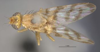 Media type: image;   Entomology 13294 Aspect: habitus dorsal view